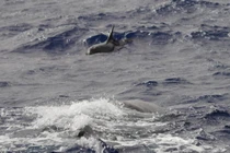 Phát hiện mới về nơi sinh sống của cá voi có nguy cơ tuyệt chủng 