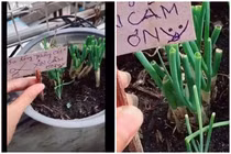Bỏ công trồng hành tươi tốt, cô gái phải “khóc ròng” vì điều này