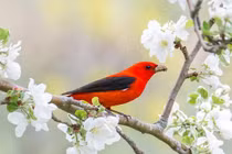 Sinh tháng Âm lịch này đón xuân về trong may mắn