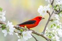 Sinh tháng Âm lịch này đón xuân về trong may mắn