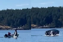 Chạy trốn cá voi, sư tử biển lao lên mặt nước phi trúng vào thuyền