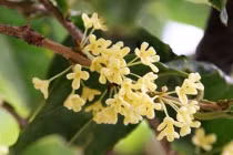 3 loại hoa phú quý càng trồng càng mang tài lộc cho gia chủ