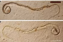 Hóa thạch rắn khổng lồ 35 triệu năm được khai quật với chiều dài gần 10m