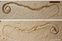 Hóa thạch rắn khổng lồ 35 triệu năm được khai quật với chiều dài gần 10m