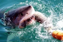 Đi tìm vụ cá mập tấn công con người lớn nhất được ghi nhận