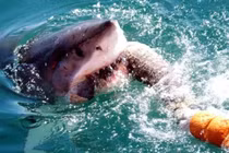 Đi tìm vụ cá mập tấn công con người lớn nhất được ghi nhận