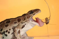 Cận cảnh tuyệt chiêu săn mồi của ếch