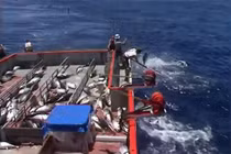 Cận cảnh màn câu cá ngừ “siêu tốc” của ngư dân Australia