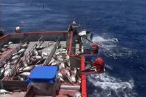 Cận cảnh màn câu cá ngừ “siêu tốc” của ngư dân Australia