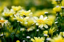 3 con giáp phát tài thuận lợi, phất lên như diều gặp gió