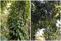 Cây xoài mọc quả dày đặc, netizen định giá mà “choáng“