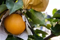 Loại quả có 4 vị, giá gần 400 nghìn/quả vẫn ùn ùn người mua