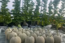 Bỏ ra 4 triệu đồng, vợ chồng trẻ thu về vườn dưa trĩu quả