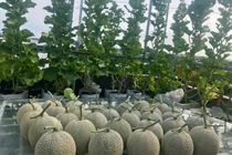 Bỏ ra 4 triệu đồng, vợ chồng trẻ thu về vườn dưa trĩu quả