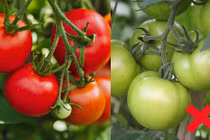 Cà chua rất tốt nhưng có hai loại không nên ăn 