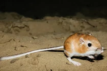 10 cách khó tin mà động vật áp dụng để sống sót 