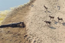 Đàn chó hoang “ôm hận” khi chạm mặt cá sấu