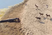 Đàn chó hoang “ôm hận” khi chạm mặt cá sấu