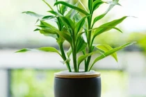 Đặt cây trúc ở đâu để thu hút tài lộc, tránh tai họa!