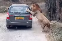 Clip: Sư tử “nổi điên” đòi “xơi tái” cả ô tô