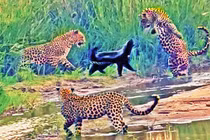 Ba chú báo tưởng ngon ăn ai dè gặp phải đối thủ khó nuốt