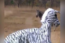 Video: Hai thanh niên đóng giả ngựa vằn trêu sư tử và cái kết