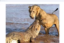 Tranh giành miếng mồi ngon, sư tử đại chiến cá sấu