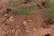 Chuột khổng lồ xuất hiện ở Vương quốc Anh gây sợ hãi