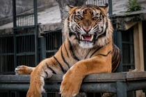 Động vật có bị căng thẳng không?