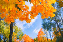 Chính thức lập Thu: 4 con giáp ngũ phúc phát tài, tiền về như lũ