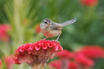 Trong Tết Thanh minh, 3 con giáp tình duyên nở rộ