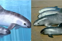 Loài cá biển sắp tuyệt chủng: Còn 10 con trong tự nhiên 