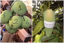 Dở khóc dở cười với chiêu độc lạ chống lại nạn “xoài tặc“