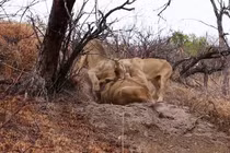 Trốn kỹ trong hang, lợn bướu vẫn bị 3 con sư tử lôi ra xử tử