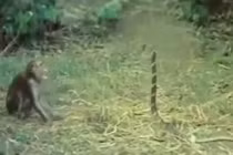 Video: Bị khỉ “trêu ngươi”, hổ mang chúa phùng mang chống trả 