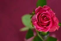 Từ tháng 4 Âm lịch, 3 con giáp ham học hỏi