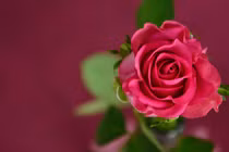 Từ tháng 4 Âm lịch, 3 con giáp ham học hỏi