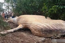 Một 'quái thú khổng lồ' xuất hiện trong Amazon dài 12 mét