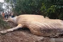 Một 'quái thú khổng lồ' xuất hiện trong Amazon dài 12 mét