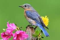 Quý cô sinh tháng Âm lịch này, xinh đẹp từ trứng nước