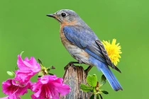 Quý cô sinh tháng Âm lịch này, xinh đẹp từ trứng nước