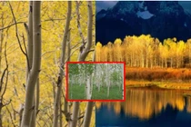 Loại cây sống lâu nhất thế giới, thọ 80.000 tuổi