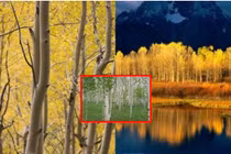 Loại cây sống lâu nhất thế giới, thọ 80.000 tuổi