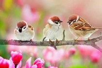Một tên 2 đích: 4 con giáp nửa đời sau vừa giàu vừa sung túc 