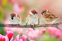 Một tên 2 đích: 4 con giáp nửa đời sau vừa giàu vừa sung túc 