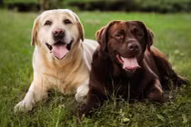 Các nhà khoa học công bố danh sách giống chó khôn và ngu nhất