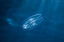 Loài động vật nào xuất hiện đầu tiên trên Trái Đất?