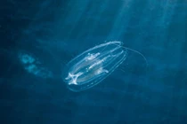 Loài động vật nào xuất hiện đầu tiên trên Trái Đất?