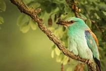 4 con giáp mùa màng bội thu, cuộc sống sung túc, tạm biệt nghèo khó