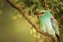 4 con giáp mùa màng bội thu, cuộc sống sung túc, tạm biệt nghèo khó